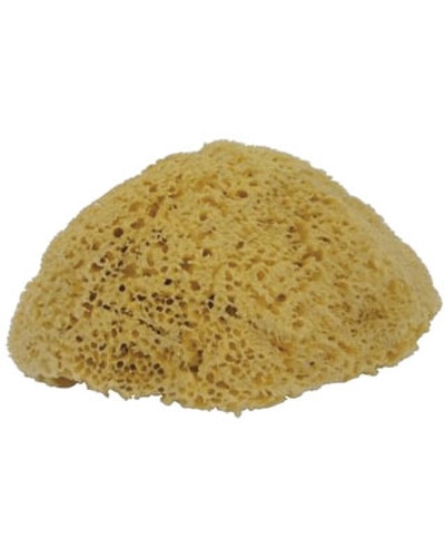 Natural Sponge
