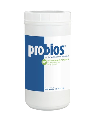 Probiotic Powder